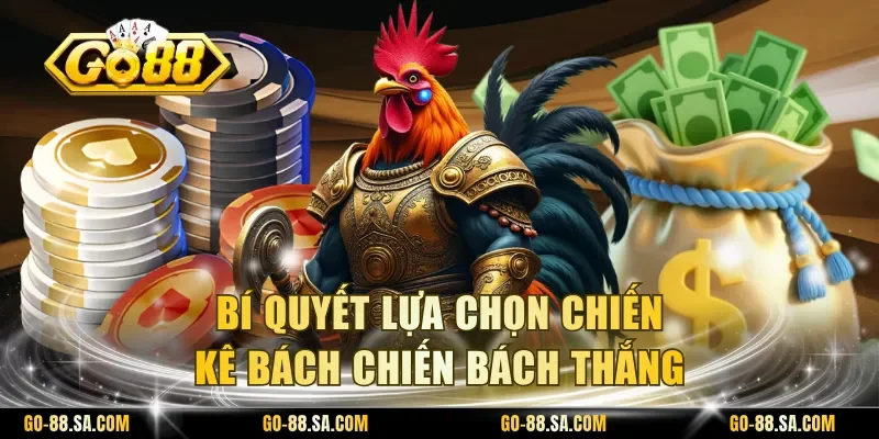 Bí quyết lựa chọn chiến kê bách chiến bách thắng